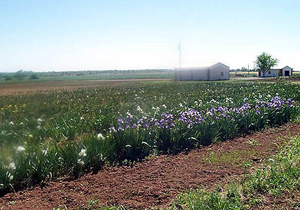 McVicker garden iris